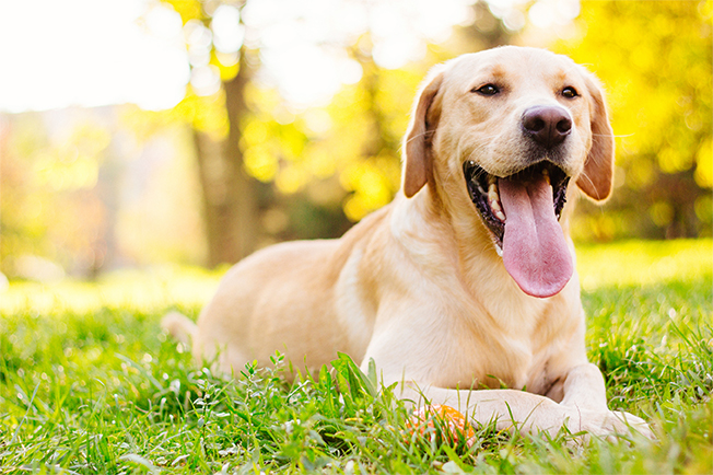 Labrador resting in grass