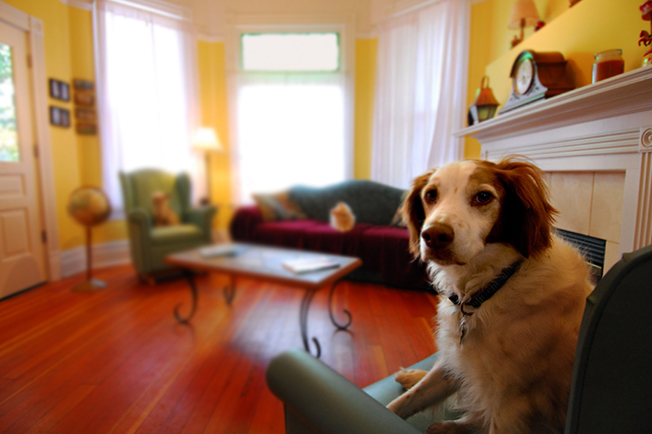 Dog in a living room