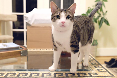 Cat sitting next to moving boxes